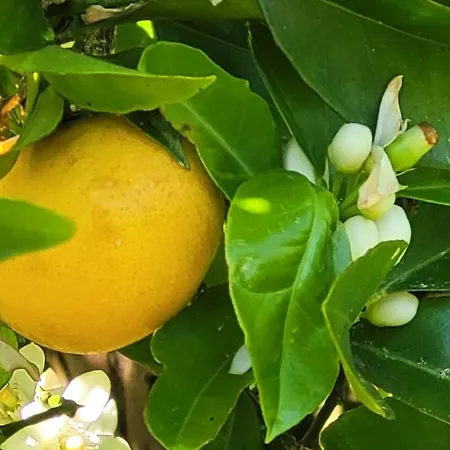 Σπίτι διακοπών Casa Pandeiras *