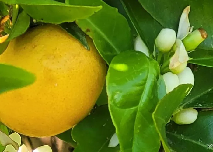 Hébergement de vacances Casa Pandeiras *