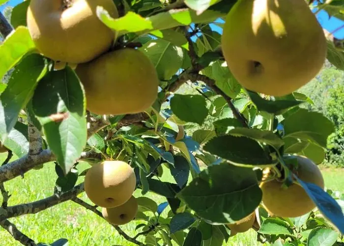 Casa Pandeiras Carnes