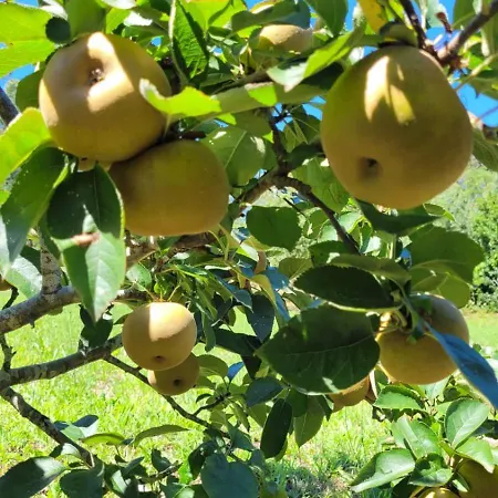 Casa Pandeiras Carnes