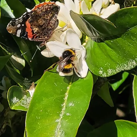 Casa Pandeiras Nyaraló Carnes