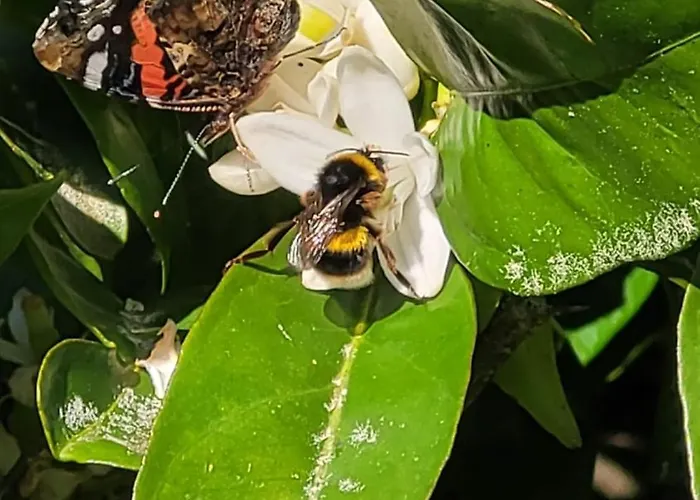 Casa Pandeiras Dom wakacyjny Carnes